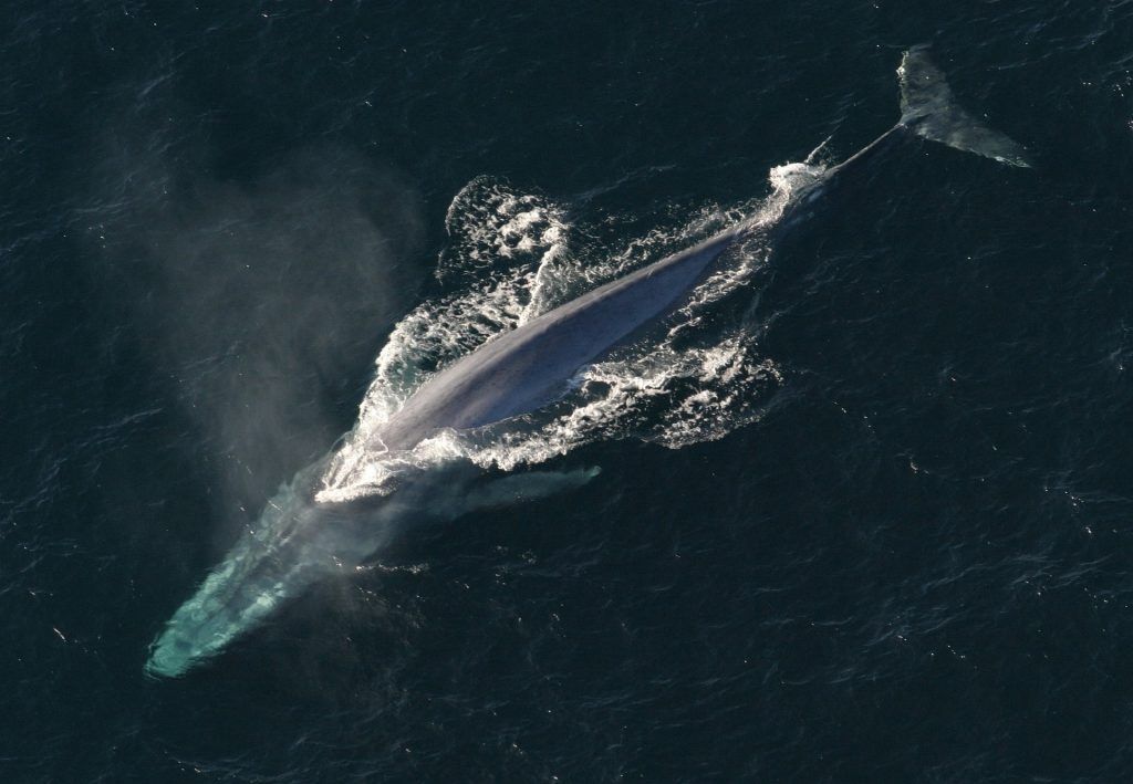 blue-whale-1198719_1920